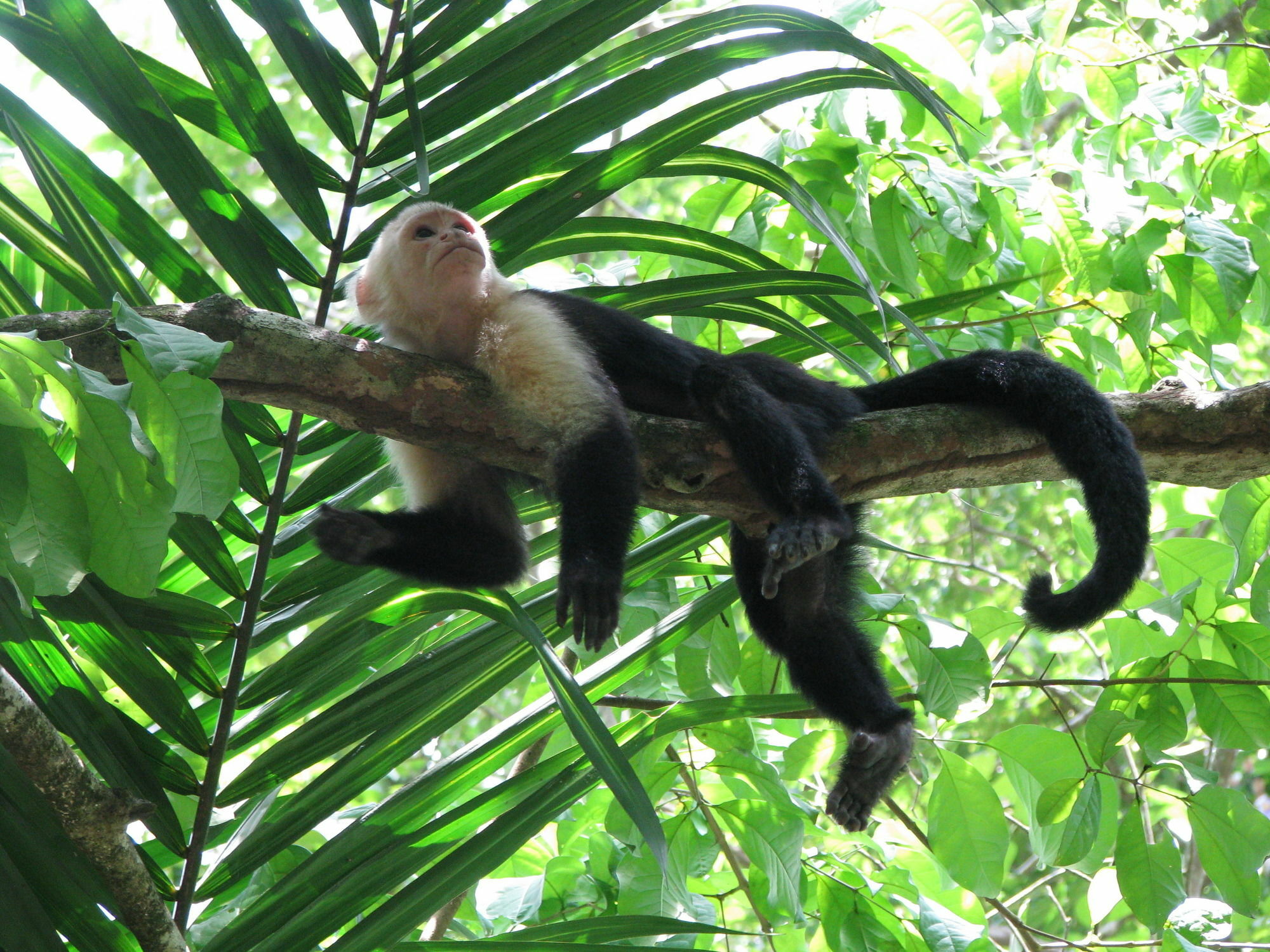 Lirio Lodge Barra de Pacuare 외부 사진